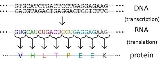 新冠病毒已发生重复变异以持续存活，机器学习告诉你如何应对