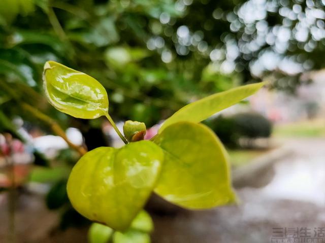 全方位越级体验，让高通骁龙765成为5G普及利器