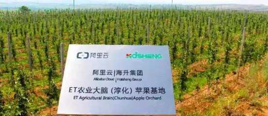 马云预言：未来农村的4个“聚宝盆”，聪明的人早已抓住