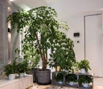 想要家中更漂亮，财运更好，那就在4个地方摆上植物