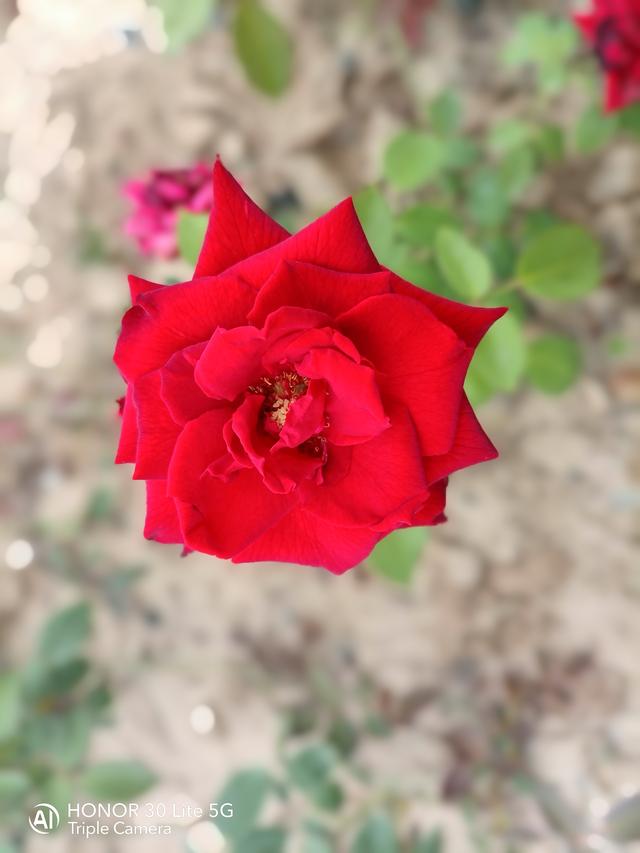 颜值实力样样都有！荣耀30青春版首发评测：5G时代的最强千元机