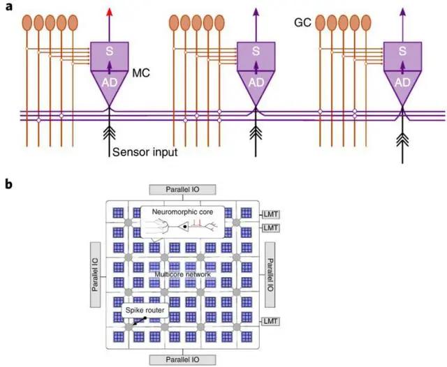 最大规模的神经拟态计算系统，神经容量相当于小型哺乳动物的大脑