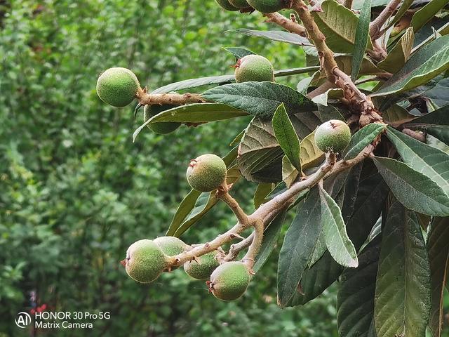 荣耀30 Pro相机专项评测：深度解密领先行业的顶级拍照！