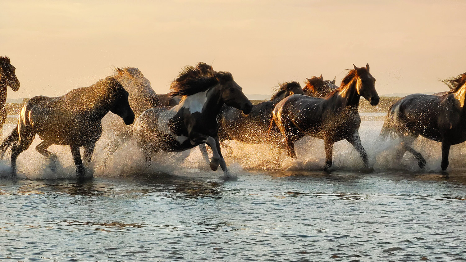 iQOO 5 Pro开启预售：一款追求极致性能的5G旗舰机