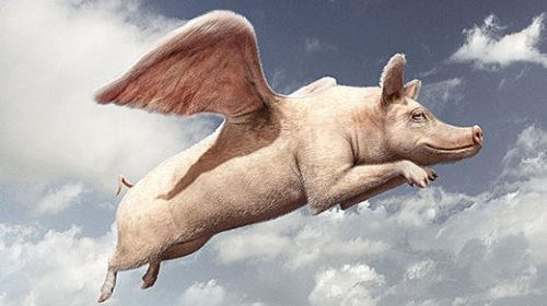 会飞的猪 站长图卦 会飞的猪