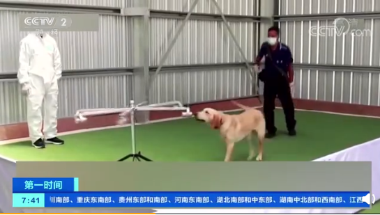 嗅探犬 1 秒内测新冠病毒患者,专家:不如直接检测有效,容易疲劳或患病