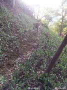 目击者还原杭州发现豹子经过