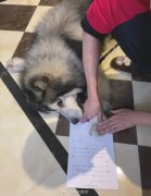 被迫签下绝育通知书的狗子 像极了被迫打工人