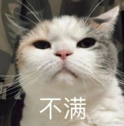有想法的猫咪！猫咪从派出所偷鱼被民警教育