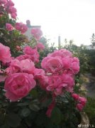 丈夫给妻子种出一个月季花园 做站长的不学点手艺不行啊！