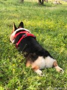 狗狗忠诚度测试