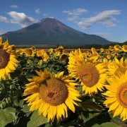 高考倒计时100天种的向日葵开花了