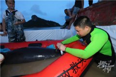 9头搁浅瓜头鲸已被救起