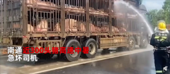 猪集体中暑消防浇水“续命” 不降温全得死