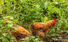 目前水产养殖业快速赚钱最好的养殖项目是什么？