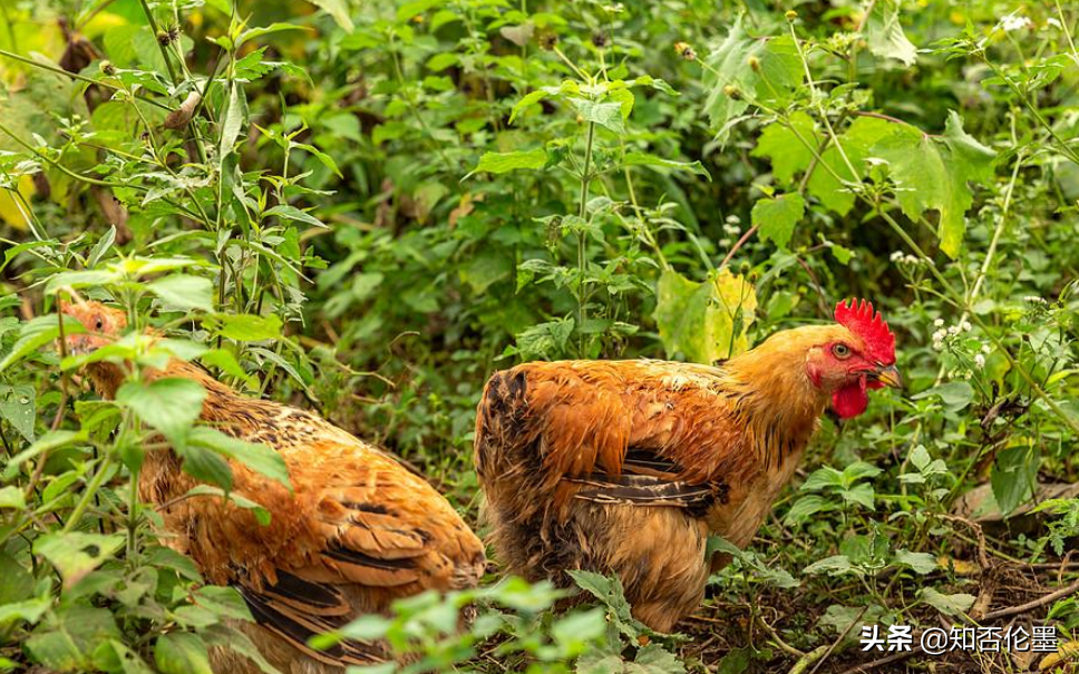 目前养殖业养什么赚钱快（最好的养殖项目）