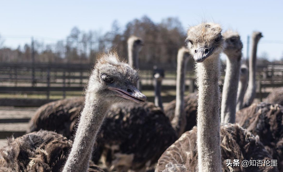 目前养殖业养什么赚钱快（最好的养殖项目）