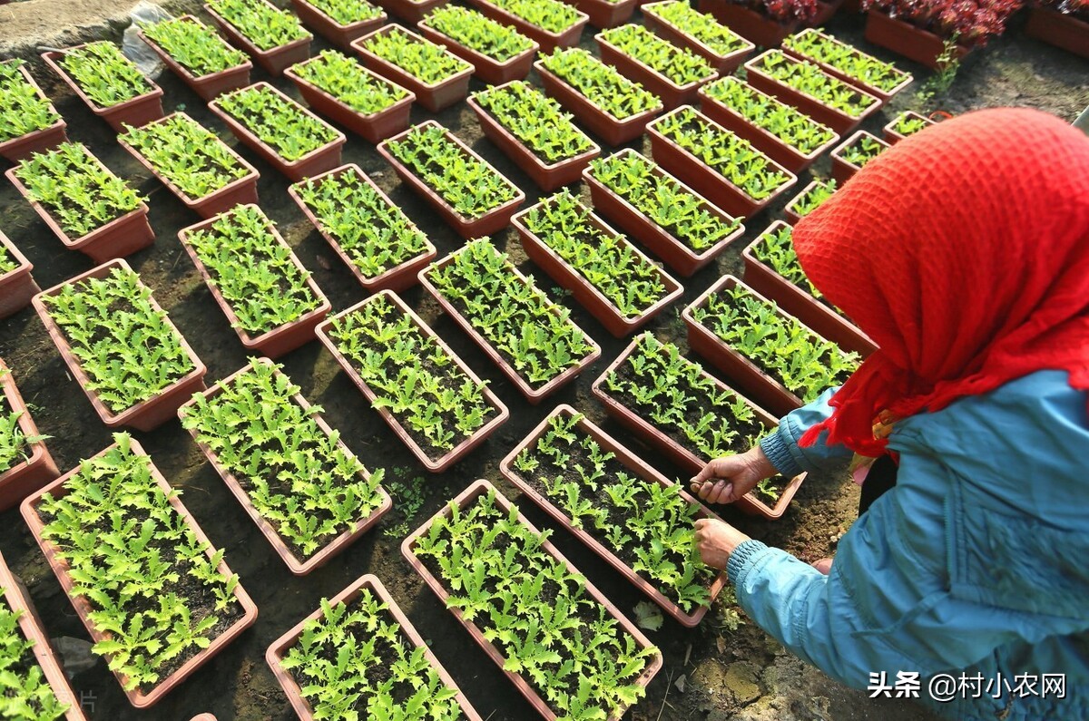 在农村干什么挣钱最快（在农村创业的方法）