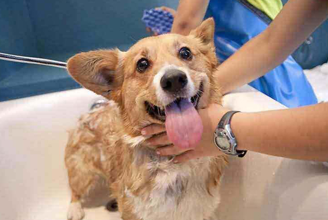 开一家宠物店赚钱吗（宠物店一年利润）