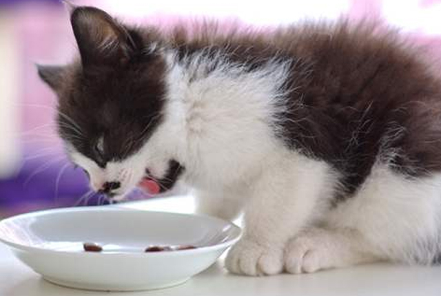 开一家宠物店赚钱吗（宠物店一年利润）