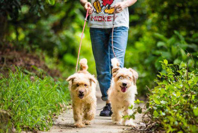 开一家宠物店赚钱吗（宠物店一年利润）