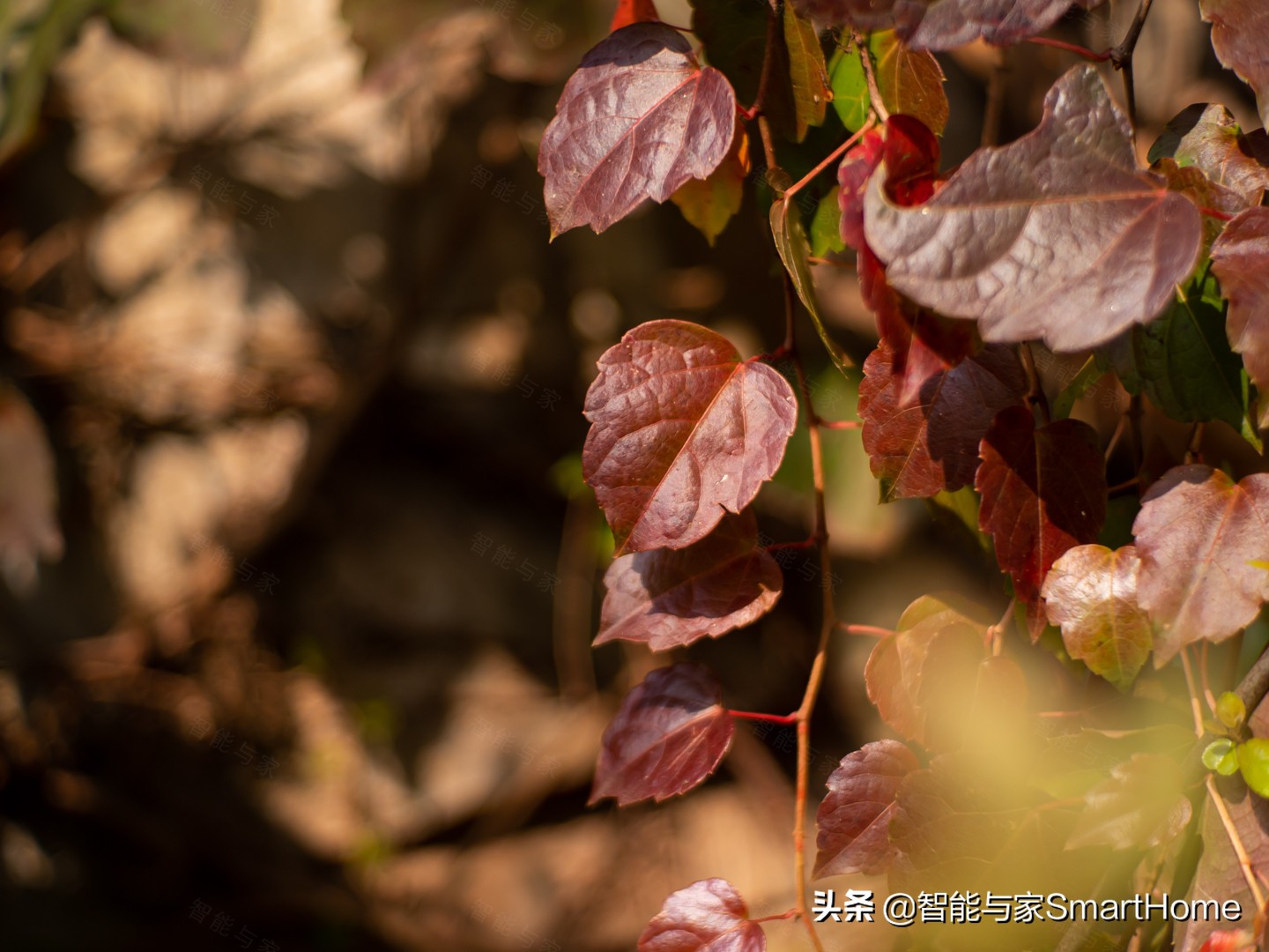 奥林巴斯em10二代参数（奥林巴斯最好的定焦镜头）