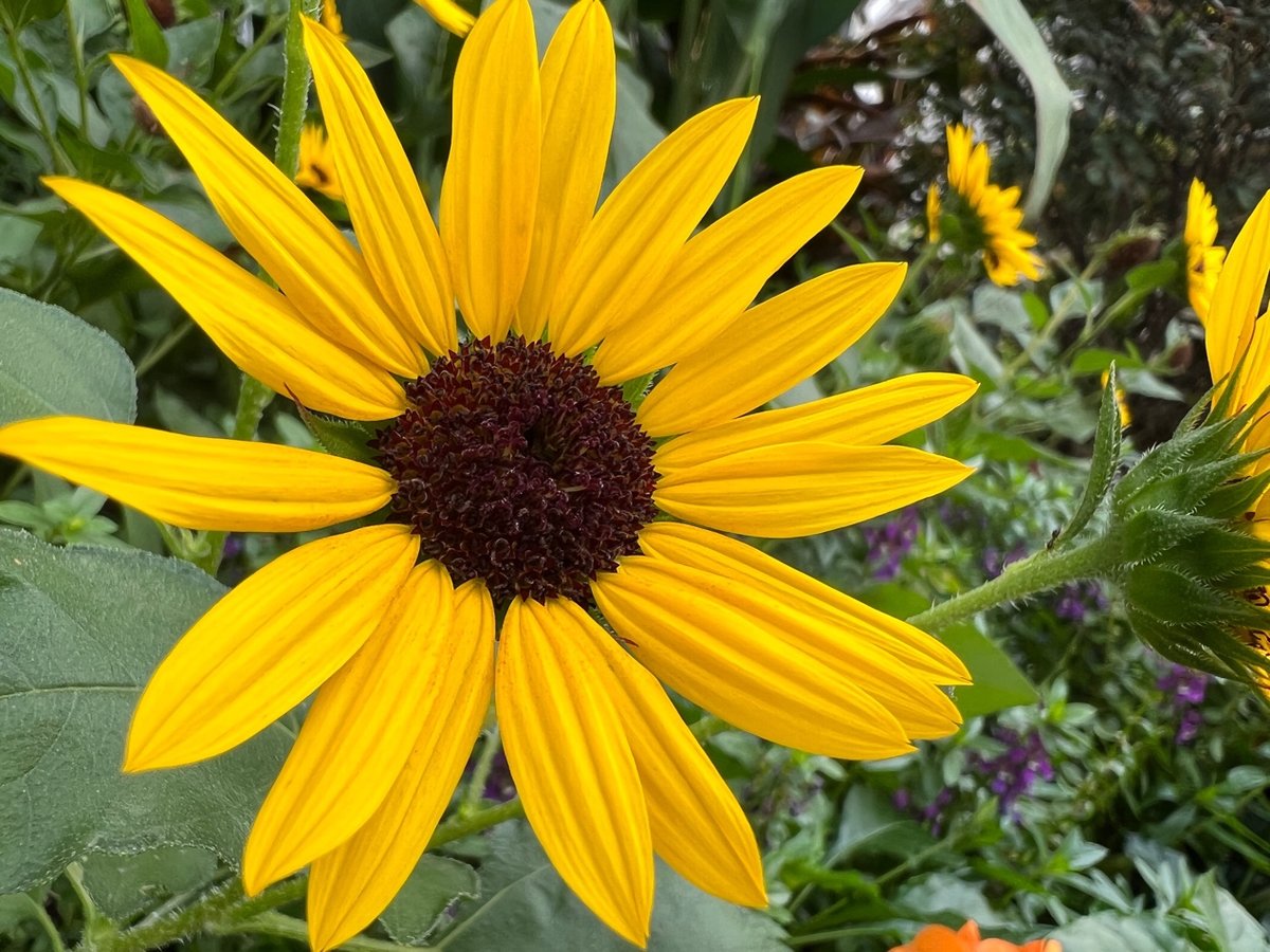 苹果最新手机是哪款（2021苹果手机排行榜）