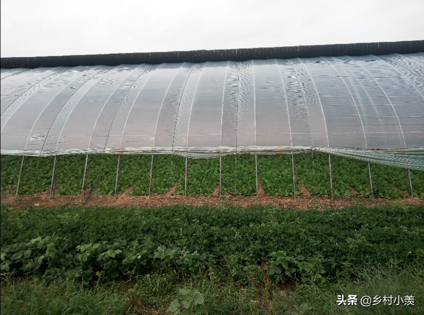 摆摊卖什么小吃好（一人开的轻松小店）