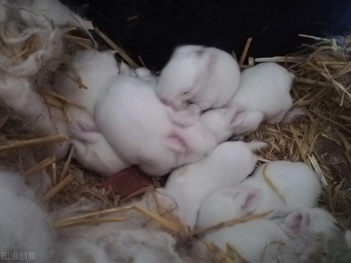 兔养殖项目介绍（养一千只兔子一年利润）