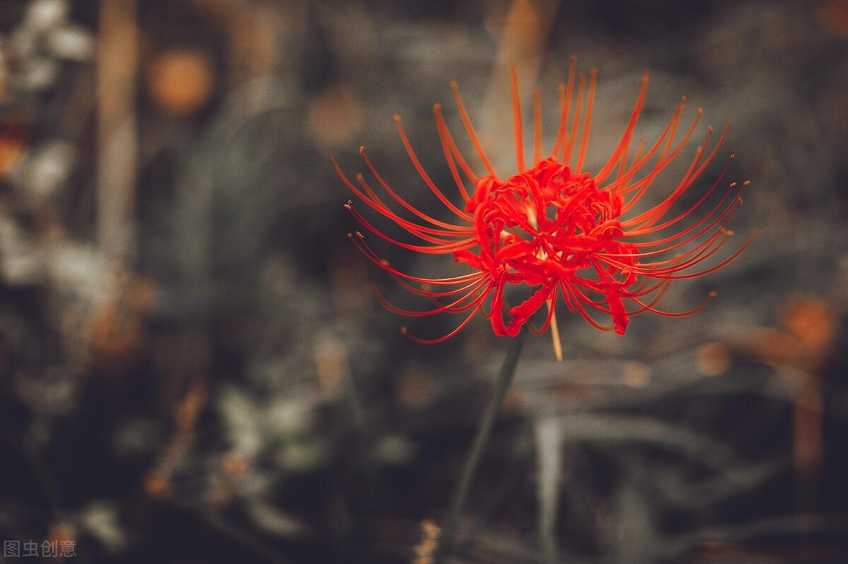 爱情现代诗句经典（最能打动人的现代情诗）