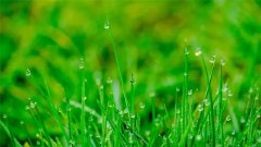 初春雨古诗翻译赏析_初春雨