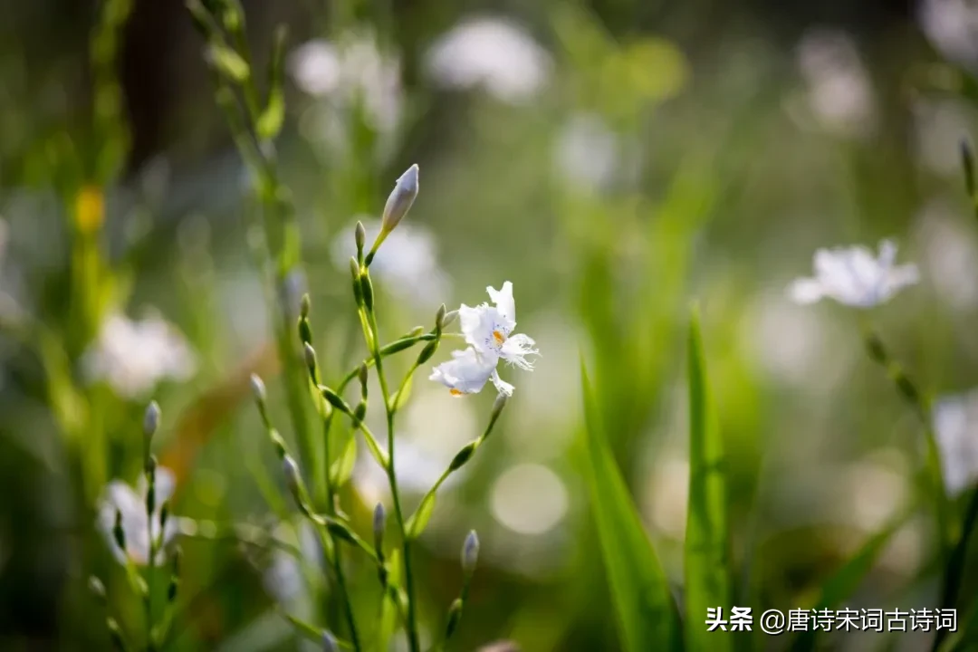 春分诗句学析（关于春分的古诗大全）