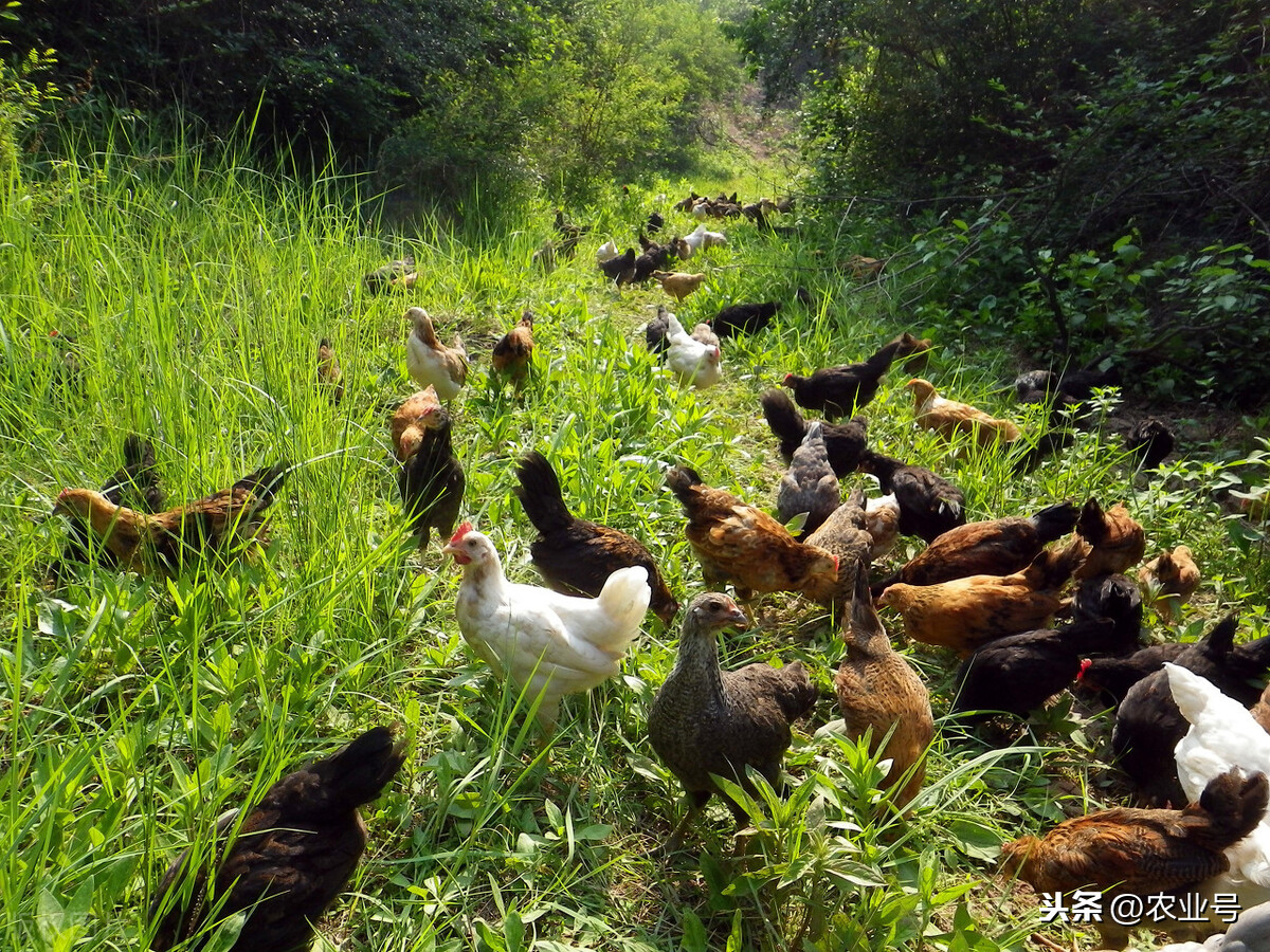 农村养殖好项目推荐（销路好最挣钱的项目介绍）