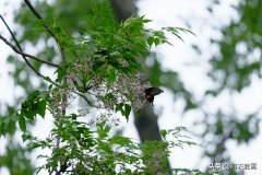 玫瑰诗_送玫瑰朋友圈最有名的词
