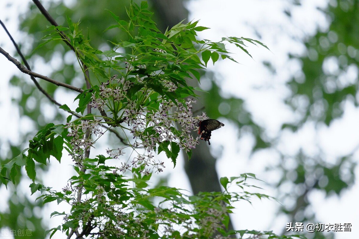 玫瑰花的诗句最著名的（发玫瑰花朋友圈的配词）