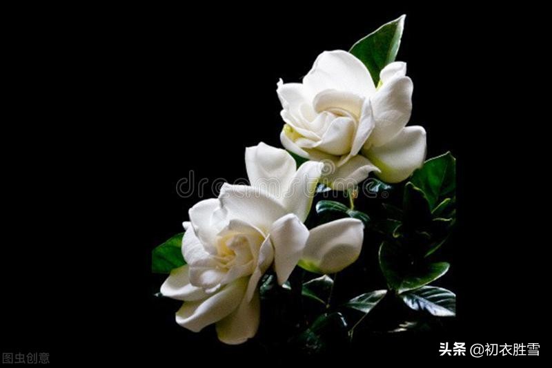 玫瑰花的诗句最著名的（发玫瑰花朋友圈的配词）