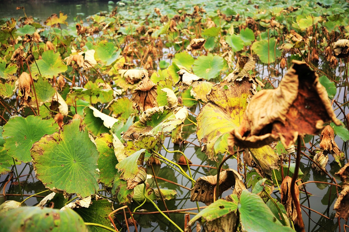 写秋天的诗词有哪些（关于秋天的经典诗句）