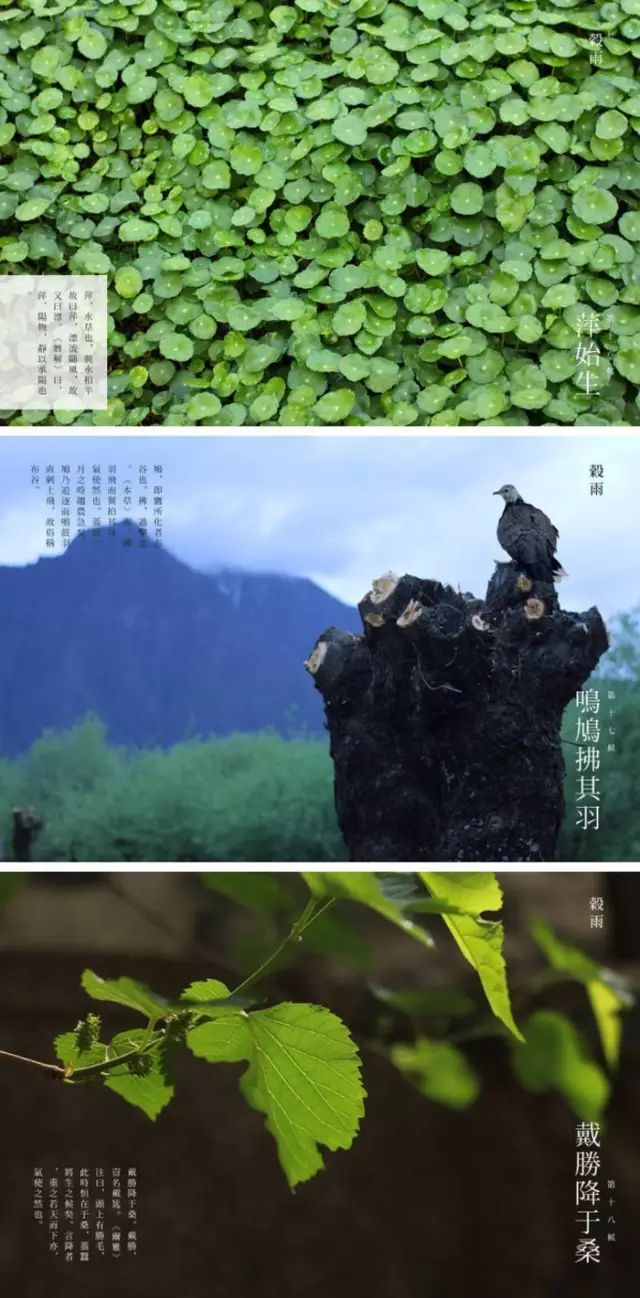 关于谷雨的成语大全（形容谷雨的四字成语）
