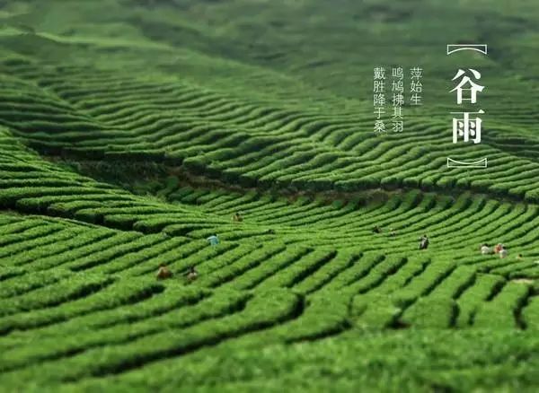 关于谷雨的成语大全（形容谷雨的四字成语）