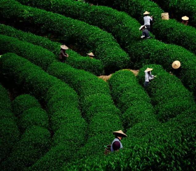 关于谷雨的成语大全（形容谷雨的四字成语）