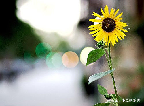 展望未来的励志诗句（展望未来八个字激励短句）