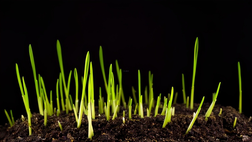 诸葛亮诫子书原文及翻译（诫子书原文翻译注释）