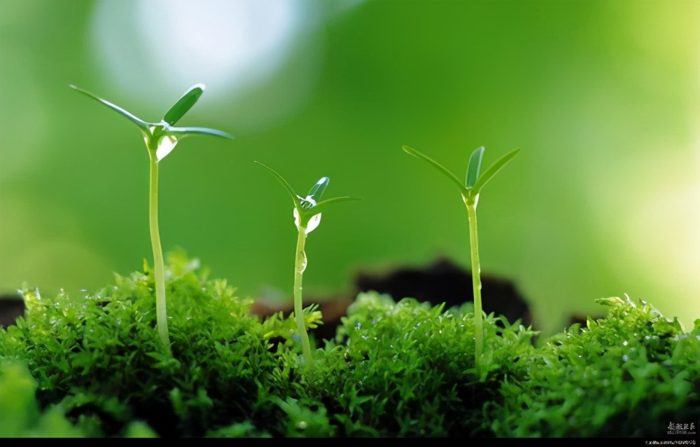 诸葛亮诫子书原文及翻译（诫子书原文翻译注释）