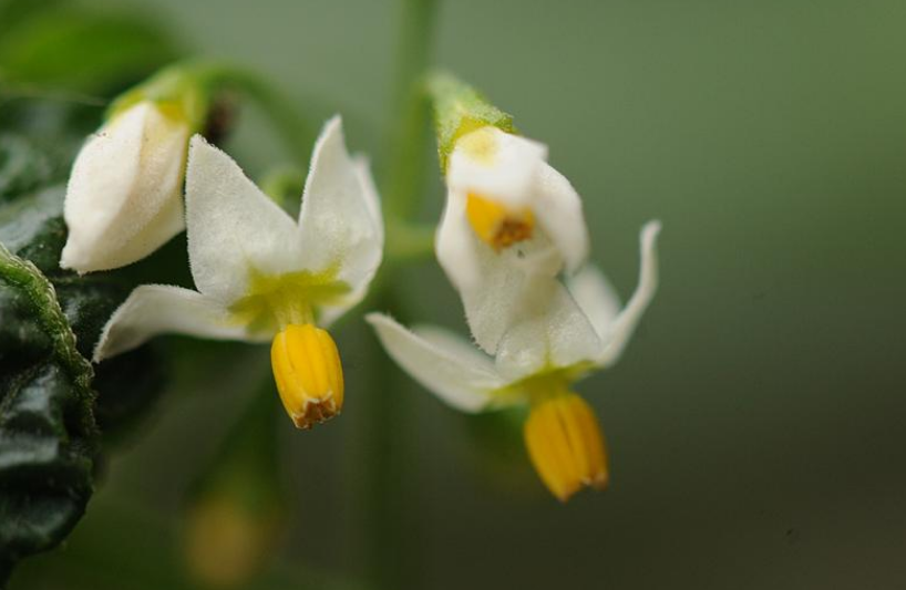 描写夏景的诗句大全（描写夏天景象的诗词）