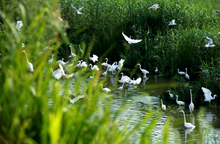 描写夏景的诗句大全（描写夏天景象的诗词）