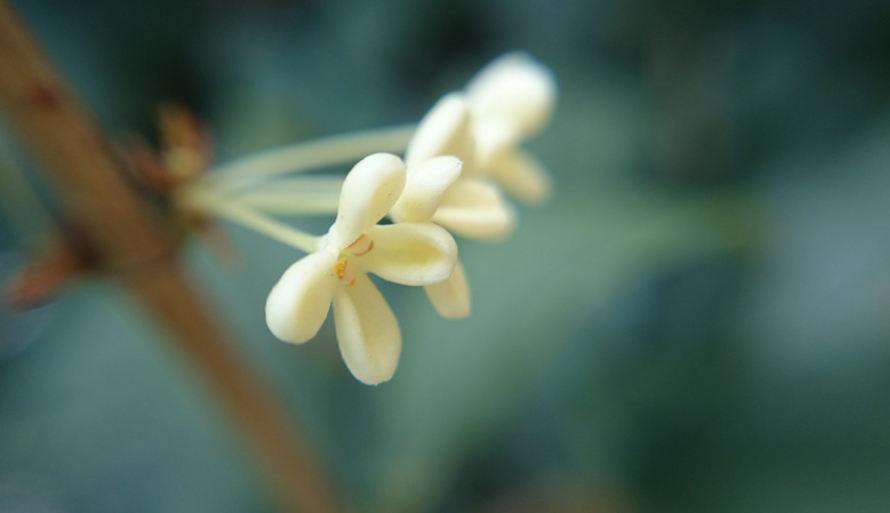 描写夏景的诗句大全（描写夏天景象的诗词）
