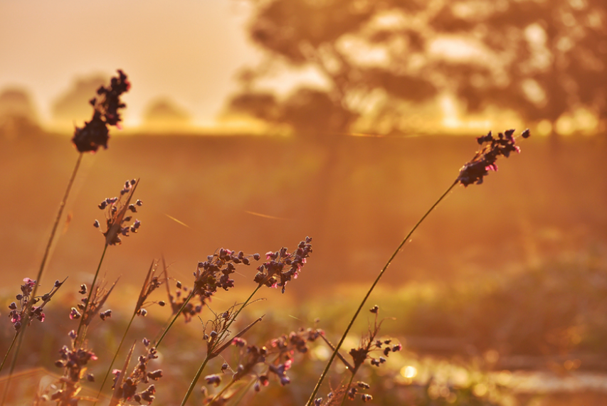 描写夏景的诗句大全（描写夏天景象的诗词）