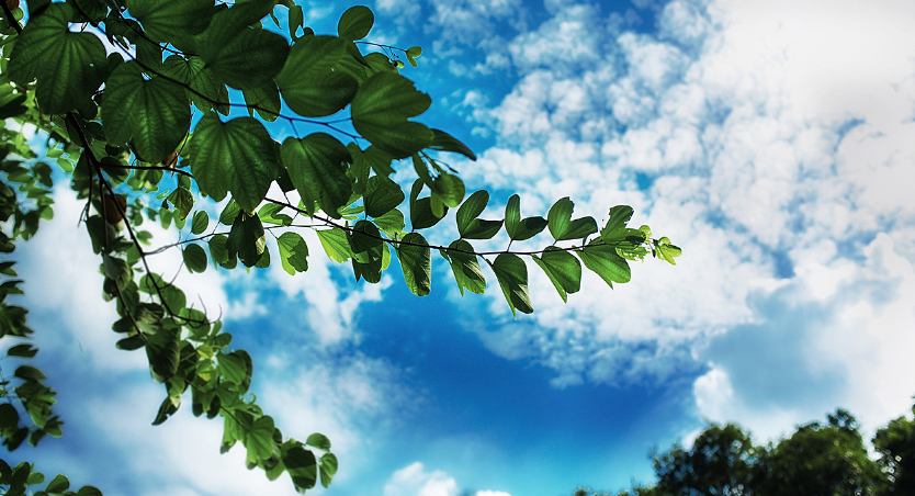 描写夏景的诗句大全（描写夏天景象的诗词）