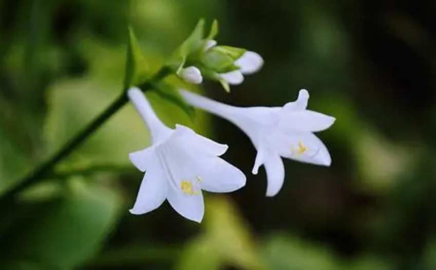 描写夏景的诗句大全（描写夏天景象的诗词）