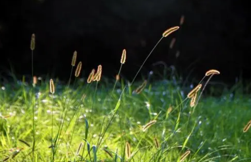 描写夏景的诗句大全（描写夏天景象的诗词）